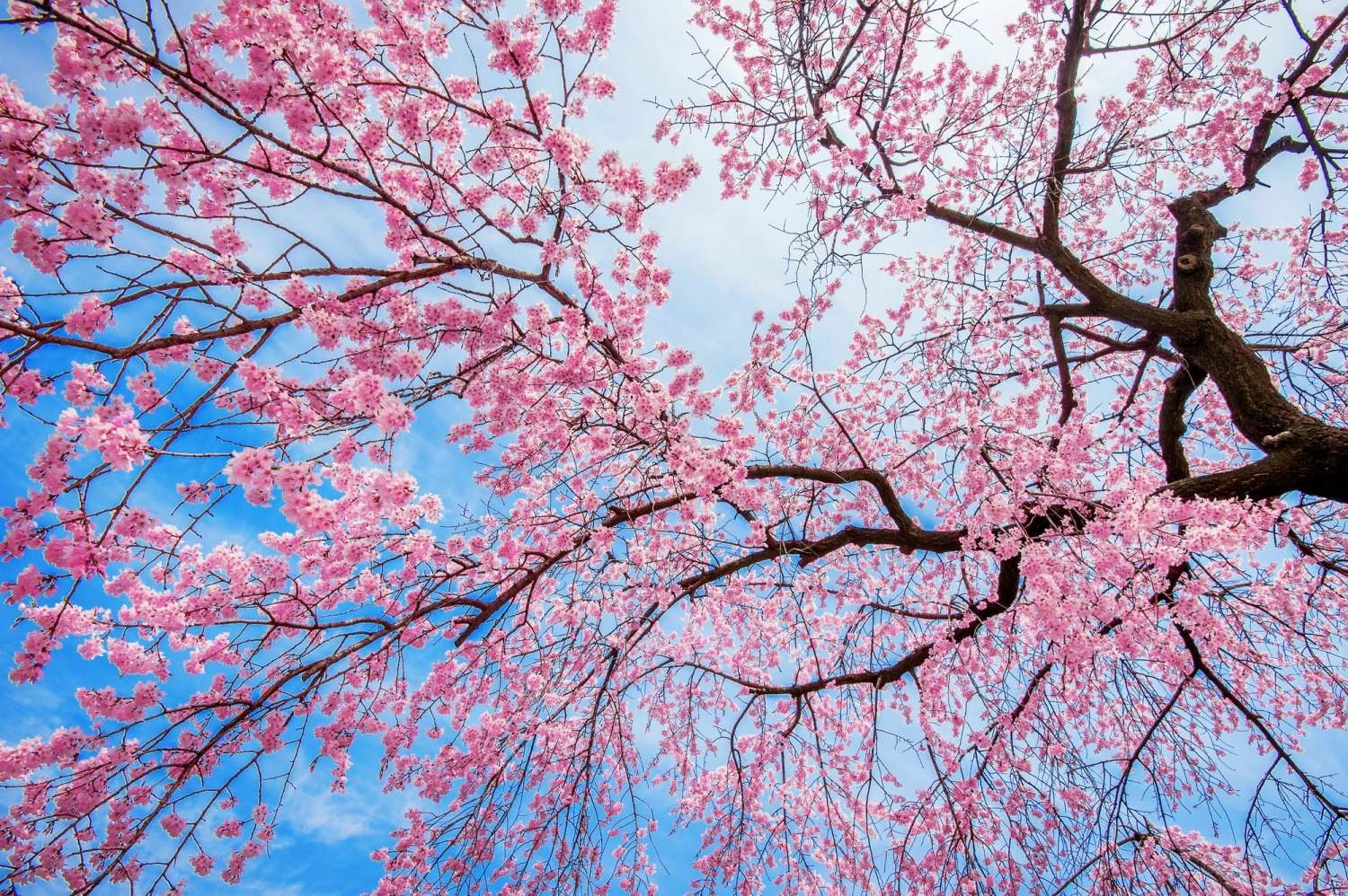 cherry-blossom-with-soft-focus-sakura-season-spring-min.jpg cherry-blossom-with-soft-focus-sakura-season-spring-min.jpg